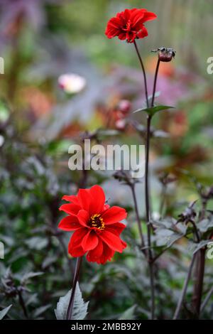 Évêque de llandaff dahlia dahlias,fleurs,fleurs,rouge,son feuillage foncé,fleurs,Fleurs RM Banque D'Images