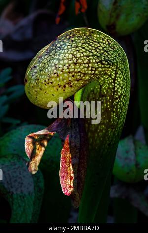 Darlingtonia californica, une usine de pichets carnivores au site naturel de l'État de Darlingtonia, sur la côte de l'Oregon, aux États-Unis Banque D'Images