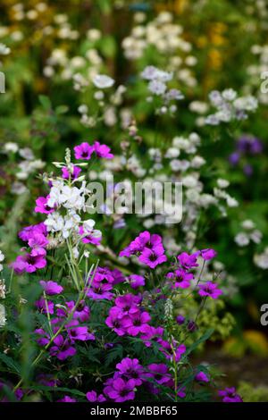 Géranium Anne Thomson, epilobium,astrana,Geranium procurrens x Geranium psilostemon, magenta, fleur, fleurs, floraison, Vivace, vivaces, RM Banque D'Images