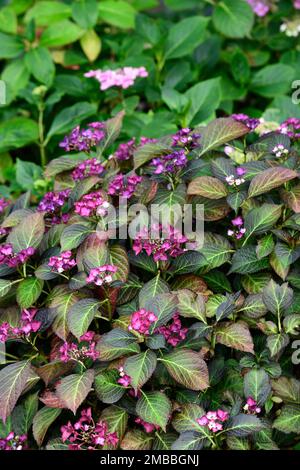 Hortensia macrophylla Ange foncé,lacecap hortensia,rose pourpre,fleur,fleurs,feuillage foncé,feuilles foncées,inflorescence,hortengeas,RM Floral Banque D'Images