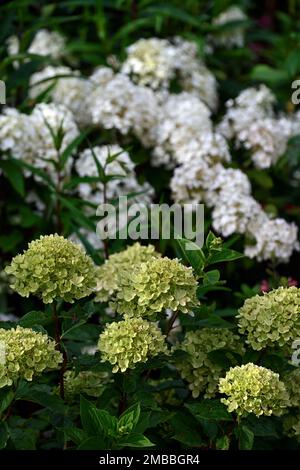 Hydrangea paniculata petite lime, vert lime, fleur, fleurs, inflorescence, hortensias, RM Floral Banque D'Images