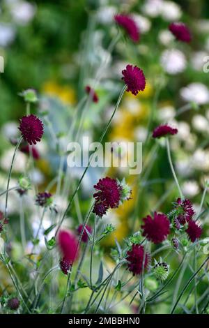 Knautia macedonica,scabious,pinbuy,vin fleurs rouges,fleur,floraison,fleurs sauvages,jardin,jardins,animaux sauvages, RM Floral Banque D'Images