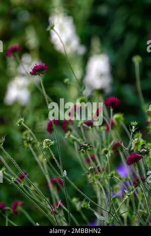 Knautia macedonica,scabious,pinbuy,vin fleurs rouges,fleur,floraison,fleurs sauvages,jardin,jardins,animaux sauvages, RM Floral Banque D'Images