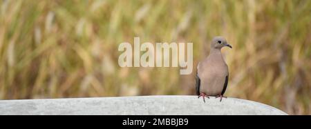 Joli colombe aidée (Zenaida auriculata) avec espace de copie Banque D'Images