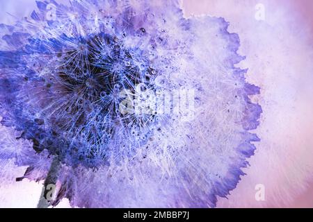 Représentation abstraite d'une Dandelion-illustration. Copier l'espace Banque D'Images