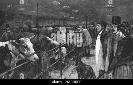 ''The Smithfield Club Cattle Show au Agricultural Hall', 1891. Dans « The Graphic. Un journal hebdomadaire illustré », volume 44. Juillet à décembre 1891. Banque D'Images