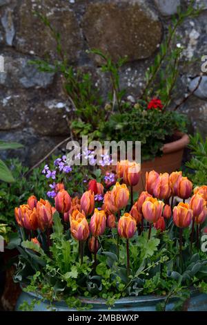 tulipa princesse irene,tulipa princesse irene,tulipa prinses irene,tulipes en pot,pots,container,containers,pourpre,orange,bicolor,unique tulipe tôt,tulipe Banque D'Images