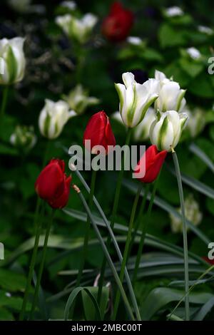tulipa vert printemps, tulipe cracher vert, tulipe rouge, tulipes res, tulipes mixtes, tulipes wite et rouge, combinaison tulipe plantage, printemps dans le jardin, RM Floral Banque D'Images