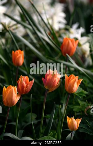 Tulipes orange,tulipe orange,tulipes orange au printemps,printemps dans le jardin,RM Floral Banque D'Images