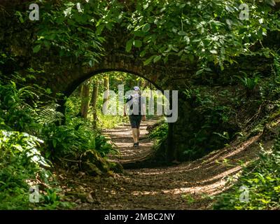 Walker sur une piste de marche à travers une seule arche en pierre et un pont en brique sur l'ancienne voie de circulation à Tickerall Limeyards, Derbyshire, Angleterre, Royaume-Uni. Banque D'Images