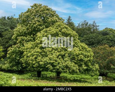 Deux arbres de châtaignier doux (Castanea sativa) en fleurs en été (juillet) à Bradgate Park Leicestershire, Angleterre, Royaume-Uni Banque D'Images