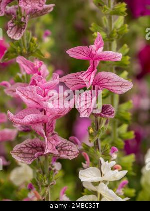 Gros plan de belles fleurs de Salvia viridis (Clary) à veined rose en fleurs en juillet, Angleterre, Royaume-Uni Banque D'Images