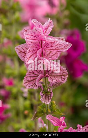 Gros plan de belles fleurs de Salvia viridis (Clary) à veined rose en fleurs en juillet, Angleterre, Royaume-Uni Banque D'Images