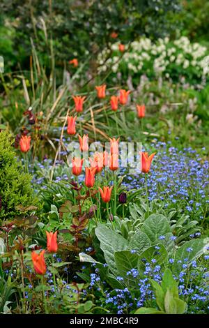 tulipa ballerina, tulipe ballerina, tulipes et oublier moi nots, tulipes et Myosotis sylvatica, fleurs, combinaison de fleurs de printemps, jardin, jardins, orange et Banque D'Images