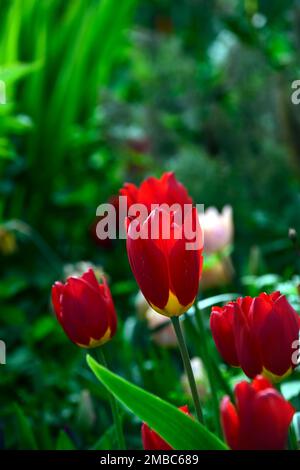 tulipa oxford, tulipe oxford, tulipes rouges, tulipe rouge, tulipes en boîte, schéma de plantation de tulipes mixtes, printemps dans le jardin, RM Floral Banque D'Images