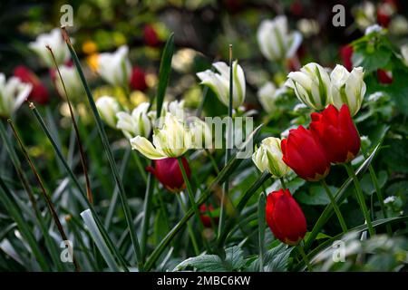 tulipa spring green,tulipa sing green,tulipa oxford,tulipa oxford,tulipa blanc et rouge,mélange de tulipes,tulips blanc et rouge,mélange de tulipes plantation, sp Banque D'Images