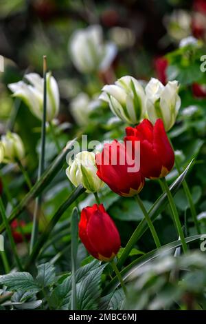 tulipa spring green,tulipa sing green,tulipa oxford,tulipa oxford,tulipa blanc et rouge,mélange de tulipes,tulips blanc et rouge,mélange de tulipes plantation, sp Banque D'Images