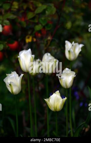 tulipa printemps vert, tulipe cracher vert, tulipes blanc et vert, tulips de plantation de tulipe, printemps dans le jardin, RM Floral Banque D'Images