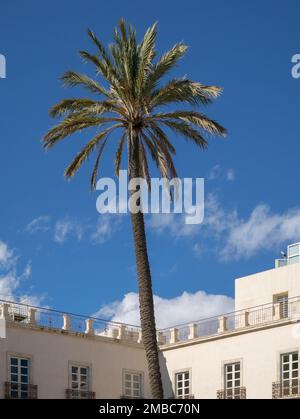 Palmier sur la Plaza Vieja à Almeria, Andalousie, Espagne Banque D'Images