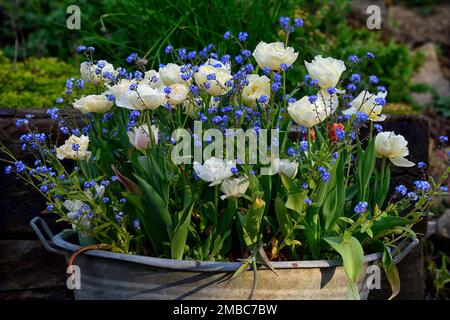 tulipa Mount tacoma,Tulipa Mount tacoma,tulipes et Forget me nots,tulipes et Myosotis sylvatica, fleurs,combinaison de fleurs de printemps,jardin,jardins,blanc Banque D'Images