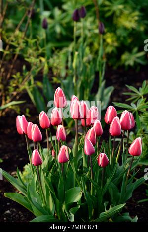 tulipa yeux privés, tulipe oeil privé, fleurs de tulipe rose et blanc, lit, bordure, jardins, printemps, ressort dans le jardin, RM Floral Banque D'Images