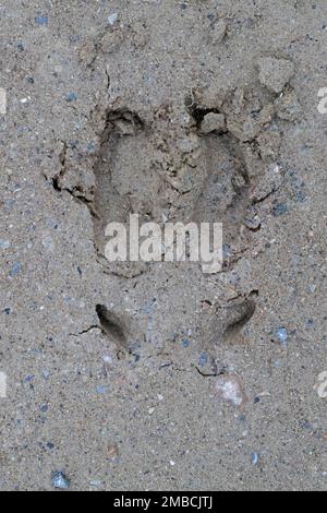 Empreinte de renne (Rangifer tarandus tarandus) dans le sable montrant des sabots / orteils de clave et des griffes de Dewclaws Banque D'Images