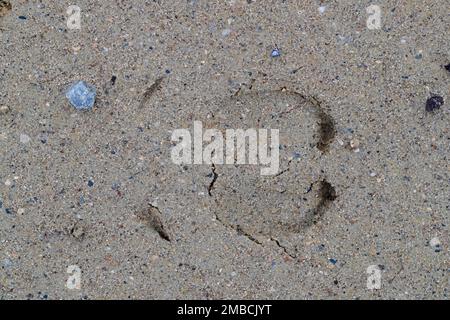 Empreinte de renne (Rangifer tarandus tarandus) dans le sable montrant des sabots / orteils de clave et des griffes de Dewclaws Banque D'Images