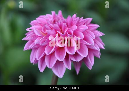 Belle fleur de dahlia rose dans le jardin botanique de près. Fleur de Dahlia rose vif. Gros plan d'un Dahlia rose (Asteraceae) Banque D'Images