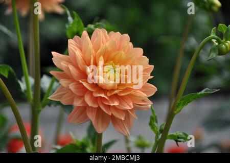 Belle fleur de dahlia orange dans le jardin botanique gros plan.fleur de Dahlia orange vif en fleurs Banque D'Images