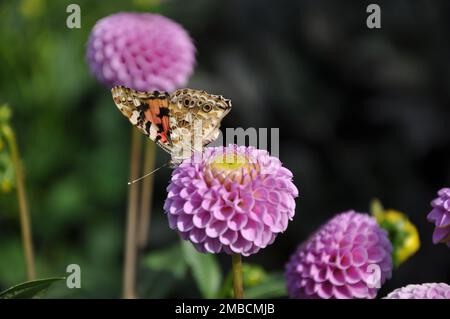 Gros plan macro de fleur de dahlia rose avec de beaux pétales.Vanessa cardui papillon sur dahlia pourpre en fleur. Banque D'Images