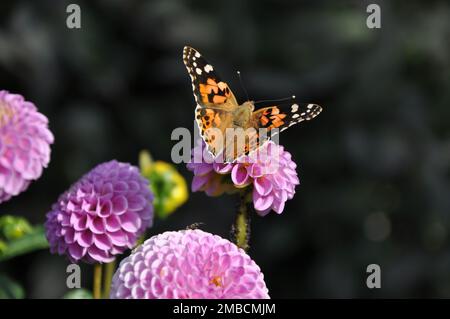 Papillon Vanessa cardui sur fleur de dahlia rose. Banque D'Images