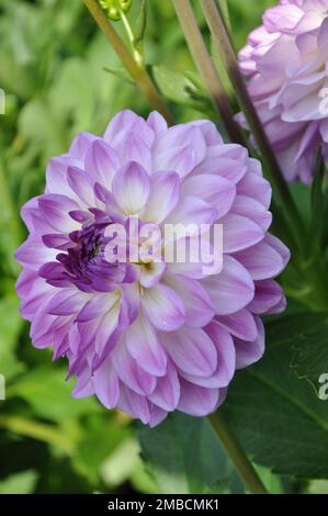 Belle fleur de dahlia pourpre dans le jardin botanique de près. Fleur de Dahlia aux violettes vives. Gros plan d'un Dahlia rose (Asteraceae) Banque D'Images