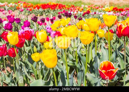 Tulipes jaunes et rouges colorées à Noordoosstpolder, pays-Bas Banque D'Images