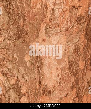 Illustration réaliste de l'arrière-plan abstrait naturel de l'écorce de yew. Taxus baccata. Gros plan sur l'écorce rougeâtre véritable, texture naturelle. Arbre de Yew. Banque D'Images