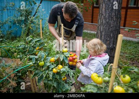 Papa et fille cueillir des tomates. portrait de famille de fermiers, papa et fille tenant des boîtes avec des légumes frais, récolte à la ferme. Banque D'Images