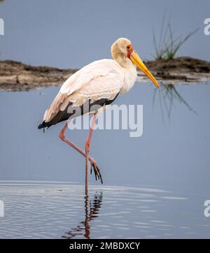 Cigogne à bec jaune (Mycteria ibis), Parc national d'Amboseli, Kenya, Afrique Banque D'Images