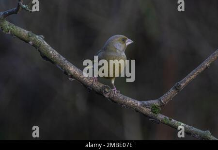 greenfinch pris aux lacs de blashford le 13/01/2023 Banque D'Images