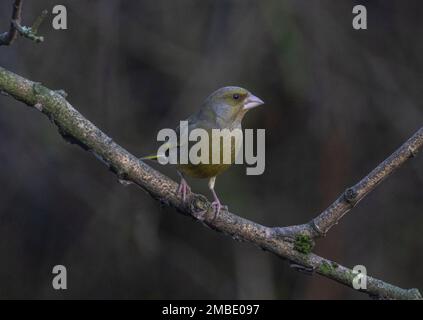 greenfinch pris aux lacs de blashford le 13/01/2023 Banque D'Images