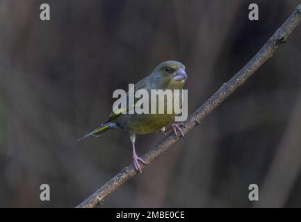 greenfinch pris aux lacs de blashford le 13/01/2023 Banque D'Images