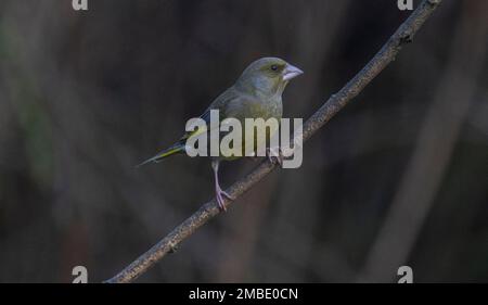 greenfinch pris aux lacs de blashford le 13/01/2023 Banque D'Images