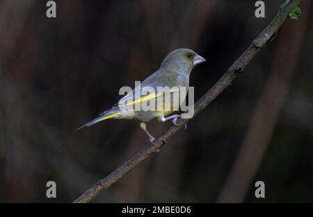 greenfinch pris aux lacs de blashford le 13/01/2023 Banque D'Images