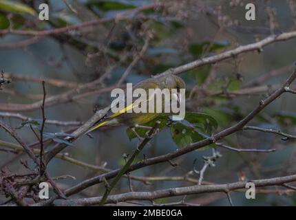 greenfinch pris aux lacs de blashford le 13/01/2023 Banque D'Images