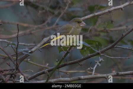 greenfinch pris aux lacs de blashford le 13/01/2023 Banque D'Images