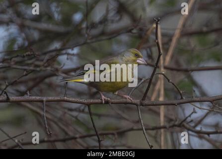 greenfinch pris aux lacs de blashford le 13/01/2023 Banque D'Images