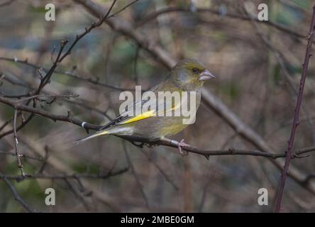 greenfinch pris aux lacs de blashford le 13/01/2023 Banque D'Images