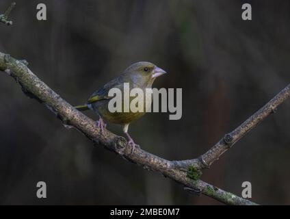 greenfinch pris aux lacs de blashford le 13/01/2023 Banque D'Images