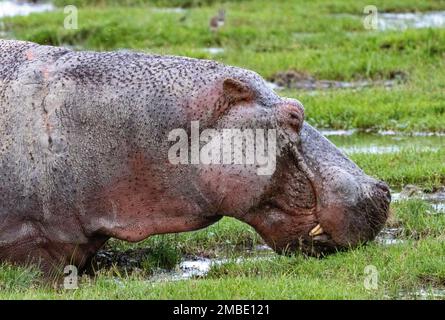 Hippopotame commun (Hippopotamus amphibius) dans le marais, parc national d'Amboseli, Kenya, Afrique Banque D'Images