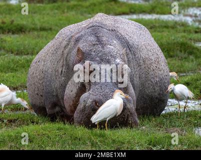 Hippopotame commun (Hippopotamus amphibius) dans le marais avec les aigrettes de bétail (Bubulcus ibis), Parc national d'Amboseli, Kenya, Afrique Banque D'Images