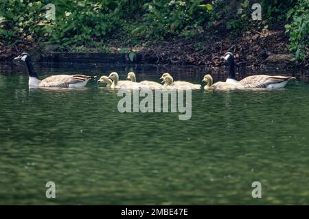 Les parents d'Oies du Canada (Branta canadensis) pagayent avec leurs oisons Banque D'Images