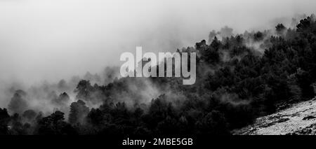 Brouillard sur la forêt, passe es Cards Colers, Fornalutx, Sierra de Tramuntana, Majorque, Espagne Banque D'Images